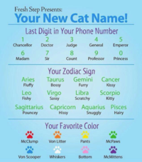 Cats
