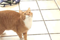 Mylo the Cat
