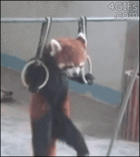 Cute Animals