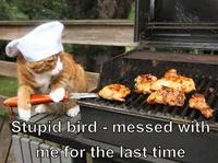 Cats