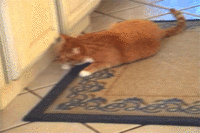 Do A Barrel Roll