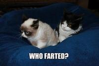 Grumpy Cat