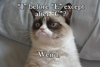 Grumpy Cat