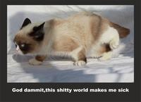 Grumpy Cat