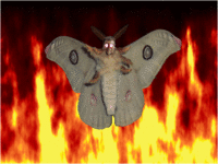 7ed.gif
