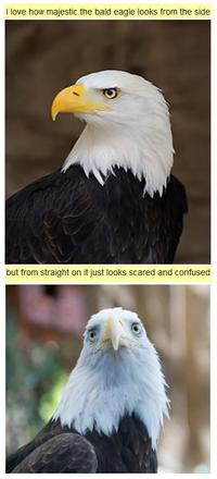 Majestic as Fuck
