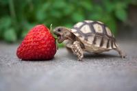 Cute Animals