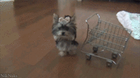Cute Animals