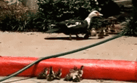 Cute Animals