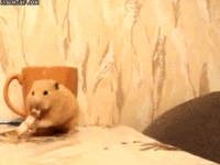 Cute Animals