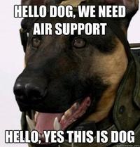Call of Duty Dog