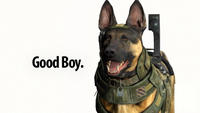 Call of Duty Dog