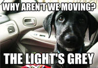 Dogs