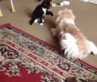 Do A Barrel Roll