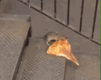 Pizza Rat