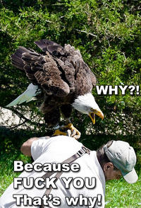 Why? Because Fuck You, that's Why.