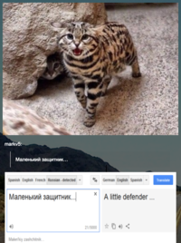 Https Russian Cat Memes Translated Tumblr Com Https Russian Cat Memes Translated Tumblr Com