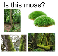 Is this moss? ecosystem vegetation tree flora grass