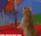 DramaPrairieDogLaser.gif