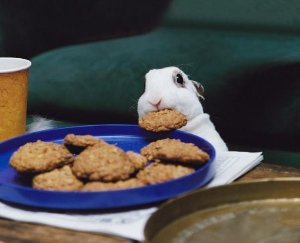 om-nom-nom-nom.jpg