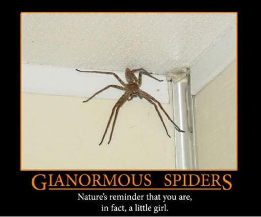 spider_moti.jpg