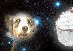 Dogcake_.jpg