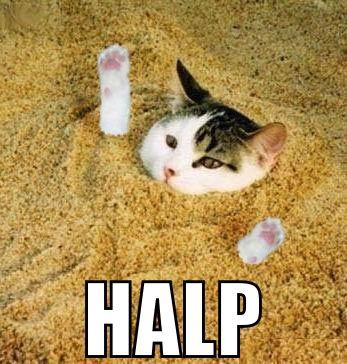 cat-halp-1.jpg