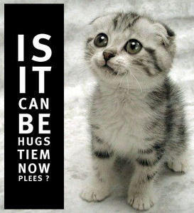 cat-hugs-tiem-plees.jpg