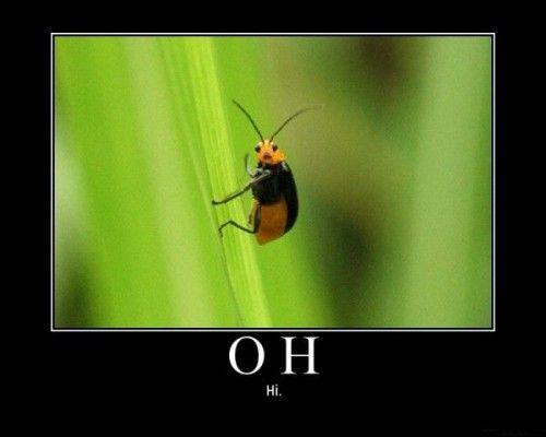 ohai.jpg