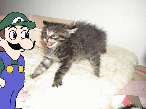 Weegee_And___WTF_Cat___by_1Dimentiosuperfan1.jpg