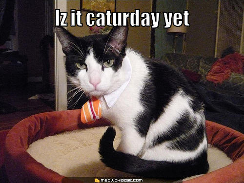 Caturday