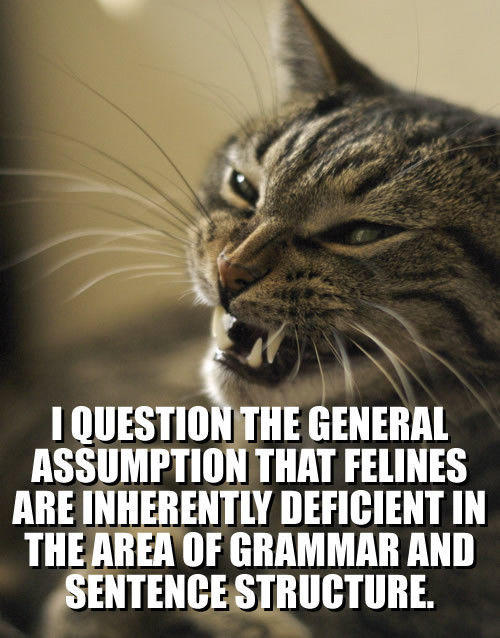 lolcat-i-question-the-general-assumption-that-feli1.jpg