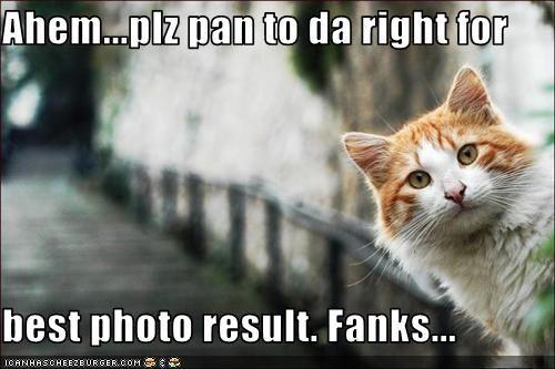 funny-pictures-cat-advises-your-photography.jpg