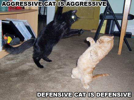 seehere.blogspot.com_20cats_20_7_.jpg