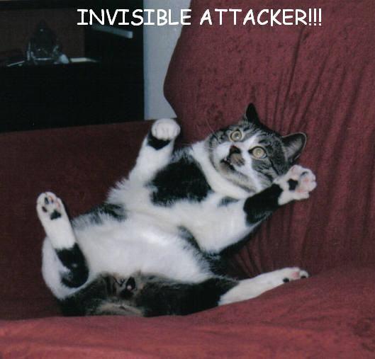 Lolcat_by_Shadall.jpg