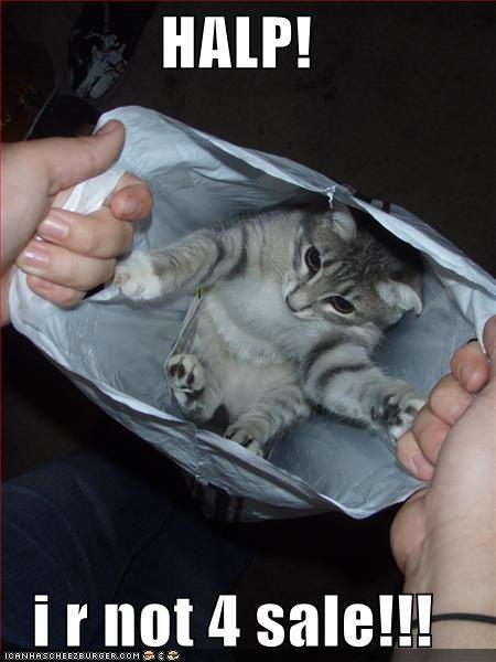 lolcats-funny-pictures-halp-not-for-sale.jpg