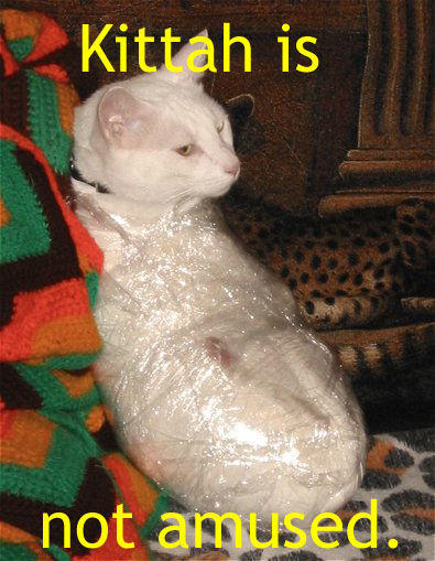 cat_not_amused.jpg