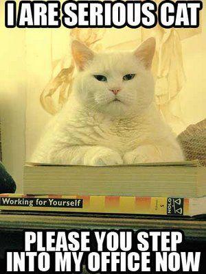 Serious Cat