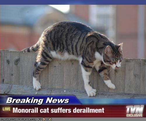 Monorail Cat