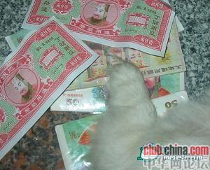 Cash Bling PK