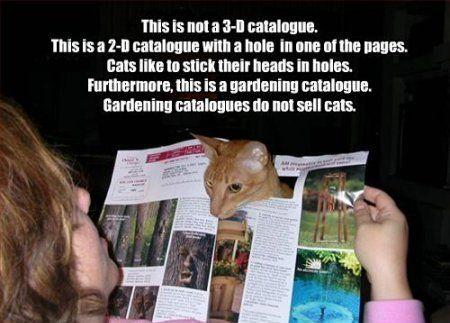 Average Cats