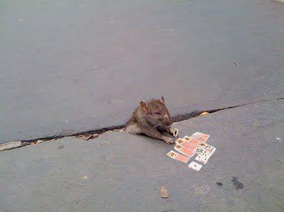 Sad Rat