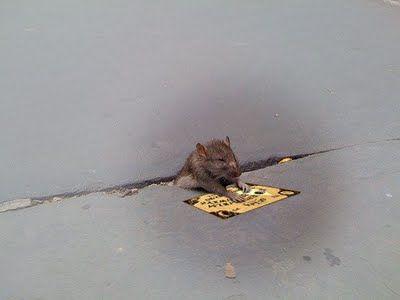 Sad Rat