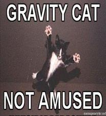 208x228_Gravity-Cat-GRAVITY-CAT-NOT-AMUSED.jpg