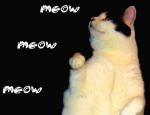 Kitty Cat Dance