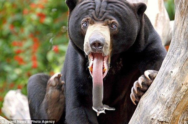 Bear_With_Foot-long_Tongue.jpeg