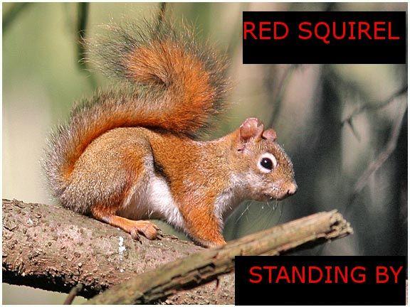 Red Leader Standing By