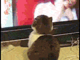 Dramatic Chipmunk / Drama Prairie Dog