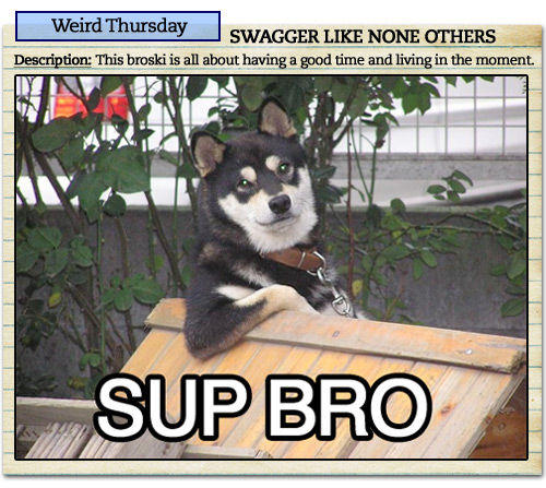 Cool Dog