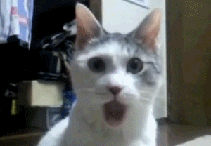CatWowwed.gif